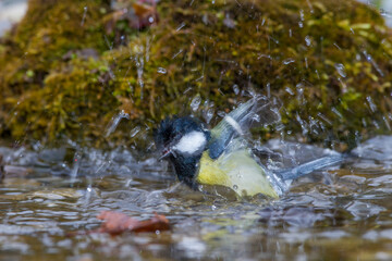 Kohlmeise (parus major)