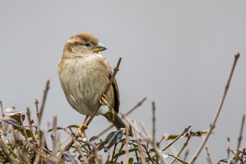Haussperling (Passer domesticus) Weibchen