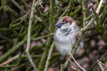 Haussperling (Passer domesticus) Männchen