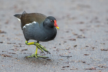 Teichhuhn (Gallinula chloropus)