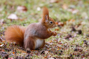 Eichhörnchen (Sciurus vulgaris)