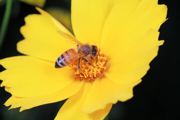 Bees gathering nectar, North China