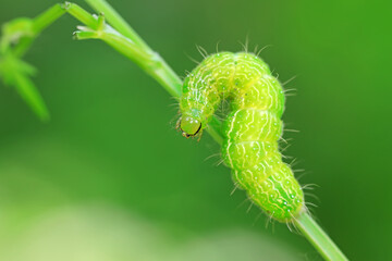 Helicoverpa armigera larvae on green plants, North China