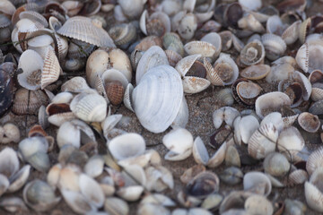close up of seashells on the beach