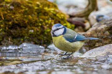 Blaumeise (Cyanistes caeruleus)