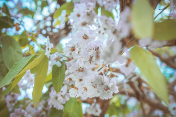 cherry blossom or sakura 