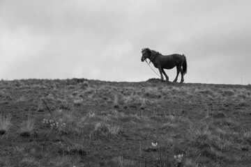 Beautiful wild horse in a meadow fields on a countryside mountain grazing grass 