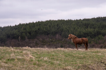 Naklejka na ściany i meble Beautiful wild horse in a meadow fields on a countryside mountain grazing grass 