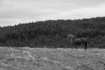 Obraz na płótnie Canvas Beautiful wild horse in a meadow fields on a countryside mountain grazing grass 