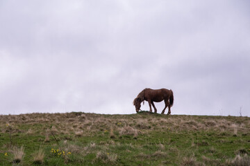 Beautiful wild horse in a meadow fields on a countryside mountain grazing grass 