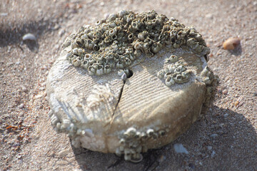 shell on the beach sheep island treasure