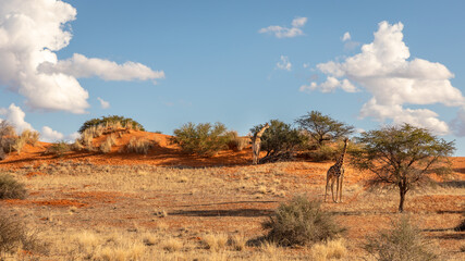 Fototapeta premium A tower of giraffes ( Giraffa Camelopardalis) walking in the savanna, Kalahari desert, Namibia.