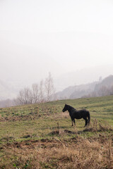 Horse on a meadow in rural mountain area