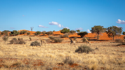 A tower of giraffes ( Giraffa Camelopardalis) walking in the savanna, Kalahari desert, Namibia. © Gunter