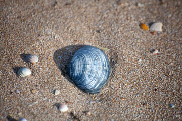 shell on the sand