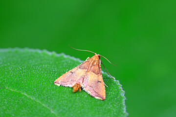 Moths inhabit plants in a natural state, North China Plain