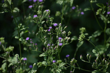Lilac Tasselflower or Emilia Sonchifolia Flower and Plant also known as one of the Flowers in Dasa Pushapam in India