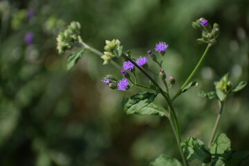 Lilac Tasselflower or Emilia Sonchifolia Flower and Plant also known as one of the Flowers in Dasa Pushapam in India
