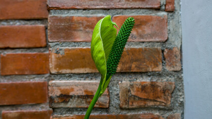 Peace Lily flowers or Spathiphyllum cochlearispathum turning green, isolated on the red-bricks wall background. 