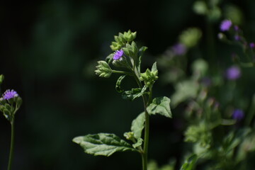 Lilac Tasselflower or Emilia Sonchifolia Flower and Plant also known as one of the Flowers in Dasa Pushapam in India