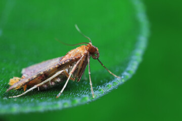 Moths inhabit plants in a natural state, North China Plain