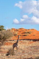 Giraffe ( Giraffa Camelopardalis) looking, Kalahari desert, Namibia.
