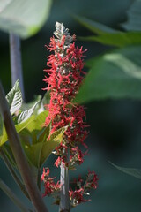 The Castor Bean plant is native to Africa and Asia, but this species is now found across the globe in tropical and sub tropical areas. It belongs to the Spurge family.