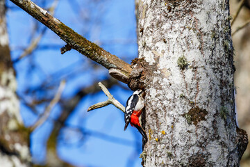 Great spotted woodpecker looking into the nest