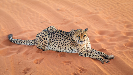 Cheetah (Acinonyx jubatus) lying down, Kalahari desert, Namibia.