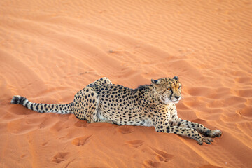 Cheetah (Acinonyx jubatus) lying down, Kalahari desert, Namibia.