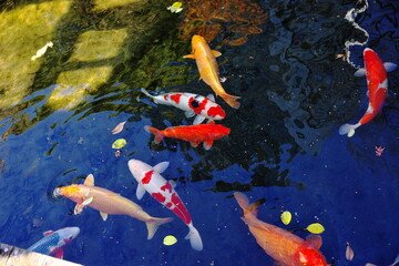 日本庭園にある池で泳ぐコイ