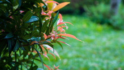 The Pucuk Merah (Red shoots) leaves or Syzygium oleana thrives. Close-up shots against the blurred grass yard background.