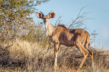 Greater kudu (Tragelaphus strepsiceros), young male, Kalahari, Namibia.