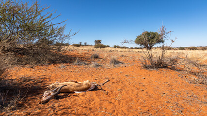 A dead springbok ( Antidorcas Marsupialis) in an arid landscape, Kalahari, Namibia.