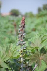 The Castor Bean plant is native to Africa and Asia, but this species is now found across the globe in tropical and sub tropical areas. It belongs to the Spurge family.