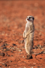 Meerkat (Suricata suricatta) standing and looking for danger, Kalahari desert, Namibia