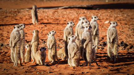 Meerkat family (Suricata suricatta), Kalahari desert, Namibia. - obrazy, fototapety, plakaty