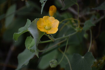 Chiness Bell Flower, Indian Mellow, Moon Flowe or Country mallow plant (Abutilon indicum) an Indian medicinal plant used in Ayurveda.The plant is native to Old World tropics