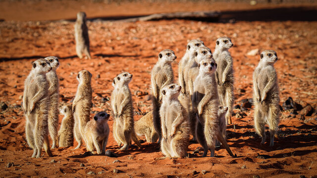 Meerkat family (Suricata suricatta), Kalahari desert, Namibia.