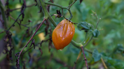 Portrait of rotten tomatoes on the tree.