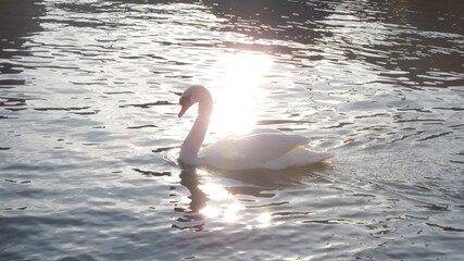 Schwan im Sonnenlicht