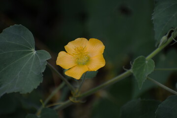 Chiness Bell Flower, Indian Mellow, Moon Flowe or Country mallow plant (Abutilon indicum) an Indian medicinal plant used in Ayurveda.The plant is native to Old World tropics