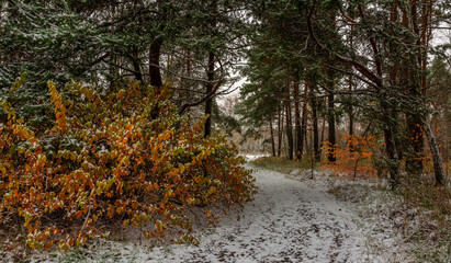 The first snow fell. The leaves did not have time to fall. Autumn colors under the snow. Forest.
