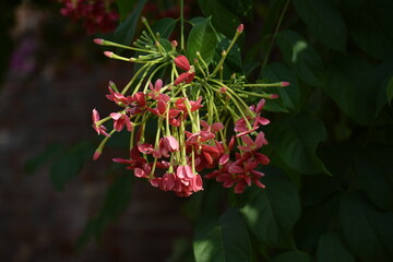 Rangoon creeper or chinese honeysuckle creeper flowers