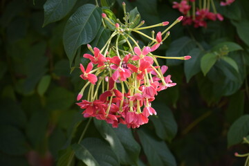 Rangoon creeper or chinese honeysuckle creeper flowers