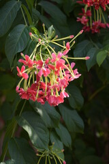 Rangoon creeper or chinese honeysuckle creeper flowers