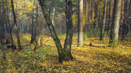 autumn in the forest