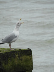 Seagull stands on a wooden structure, green from the water, facing the sea