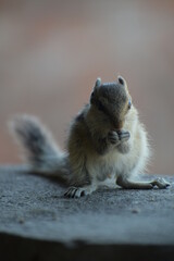 Indian palm squirrel or three-striped palm squirrel (Funambulus palmarum) -is a species of rodent in the family Sciuridae found naturally in India (south of the Vindhyas) and Sri Lanka.