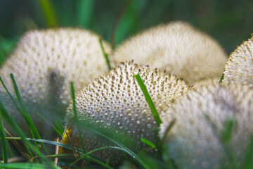 Set of white and small mushrooms